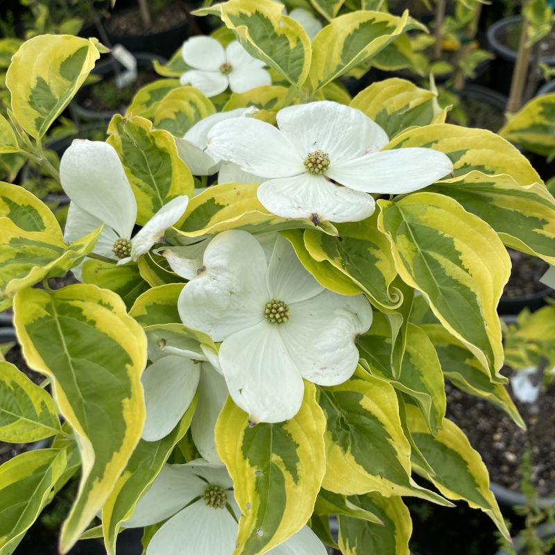 Close-up of flowers and golden-variegated foliage of Cornus x 'Celestial Shadow'.