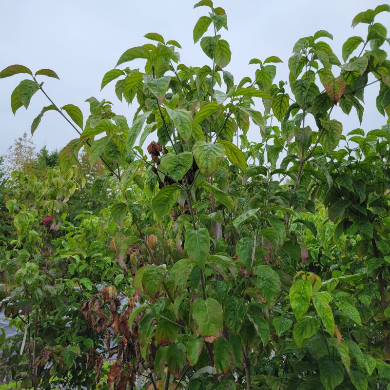 Foliage and branching structure of Cornus florida 'Cherokee Chief' (Flowering Dogwood)