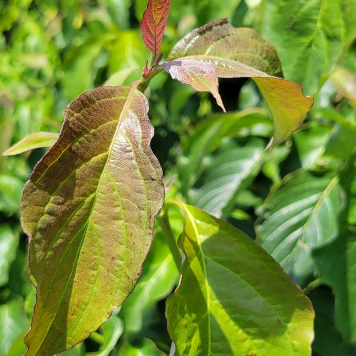 A close-up photo illustrating the darker red tones of new leaf growth on Cornus florida 'Crimson Red' flowering dogwood