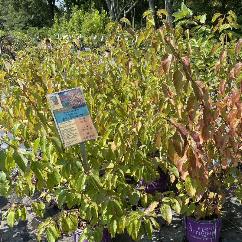 Cornus amomum 'Cayenne' (Silky Redtwig Dogwood) Unity Church Hill Nursery, LLC
