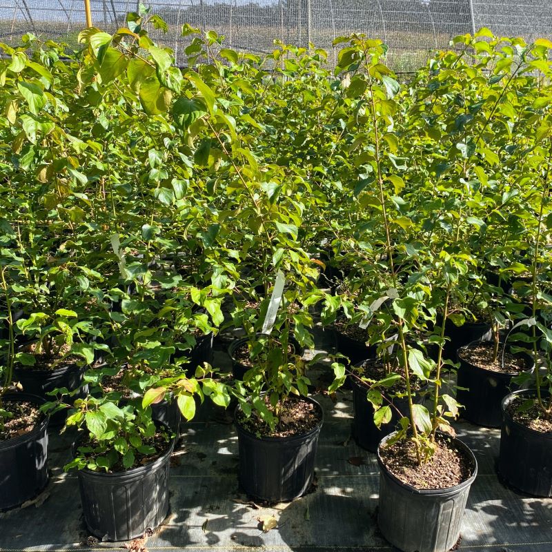 Mature Cornus amomum (Silky Dogwood) grown in a 3-gallon pot.