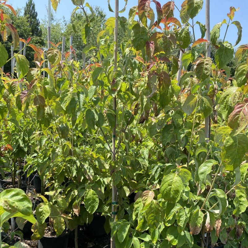 Foliage of Cornus florida (White Flowering Dogwood) grown in a 7-gallon pot.