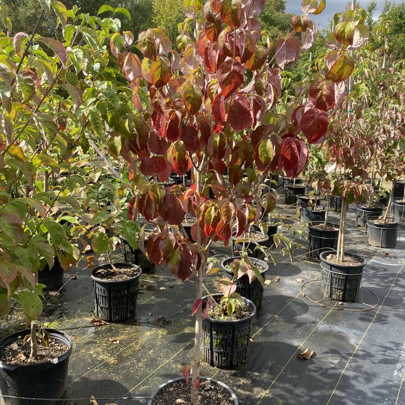 Cornus florida 'Cherokee Princess' with some fall foliage, grown in a 7-gallon pot.