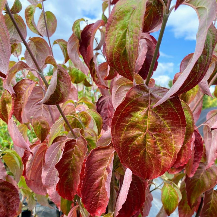 Close-up of red fall foliage of Cornus florida 'Cherokee Princess'.