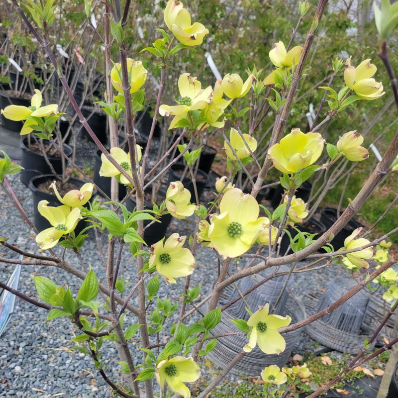 Creamy white-bracted flowers of Cornus florida 'Cherokee Princess'