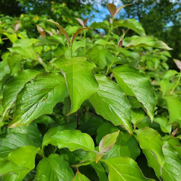 A close-up photo of the red-tinted new growth on Cornus florida 'Crimson Red' flowering dogwood