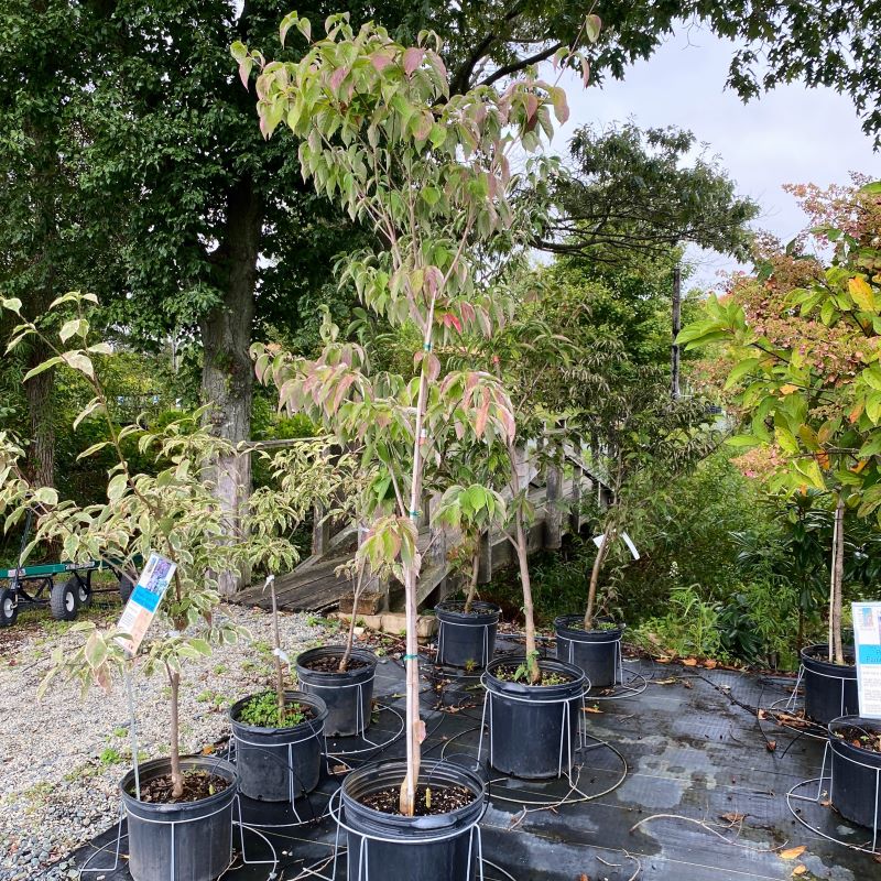 Cornus x Stellar Pink® (Flowering Dogwood) grown in a 10-gallon pot.