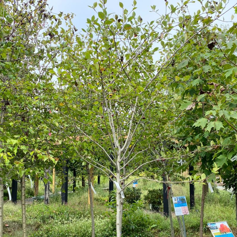 Upper branches of Crataegus crus-galli var. inermis (Thornless Cockspur Hawthorne) grown in a 15-gallon pot.