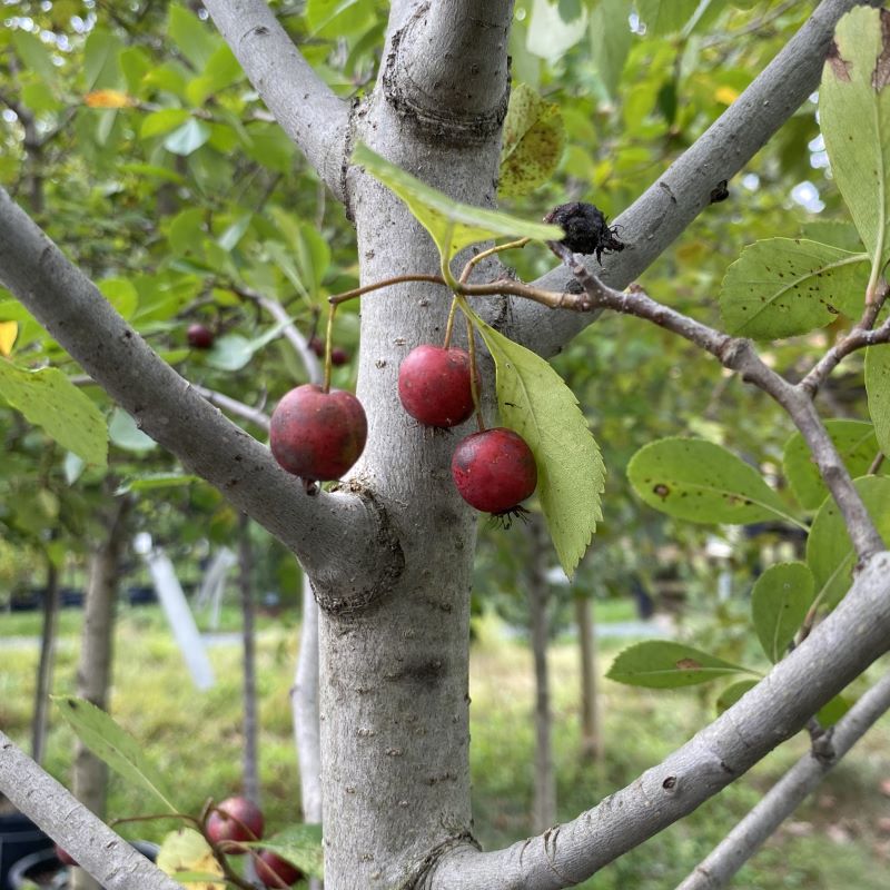 Close-up of bark and fruit of Crataegus crus-galli var. inermis (Thornless Cockspur Hawthorne).