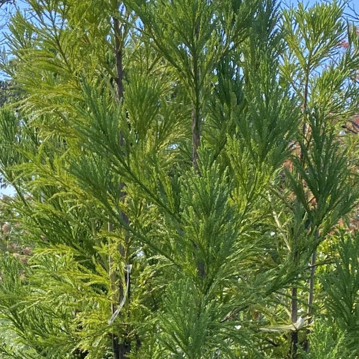 Close-up of needle-like foliage of Cryptomeria japonica 'Yoshino' (Japanese Cedar).