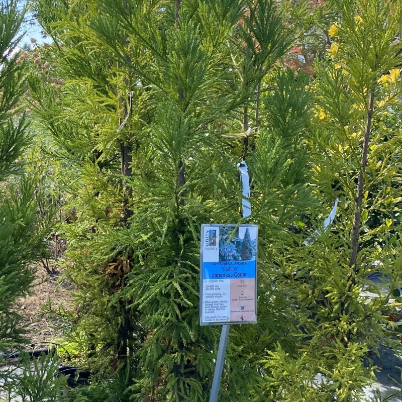 Cryptomeria japonica 'Yoshino' (Japanese Cedar) grown in a 7-gallon pot.