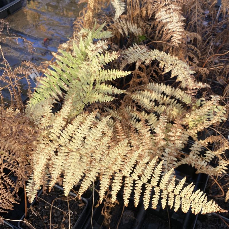 Photo of eastern hay scented fern in the fall.