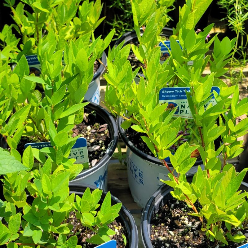 A photo of several Showy tick-trefoil plants grown in 1-gallon containers with bright green foliage