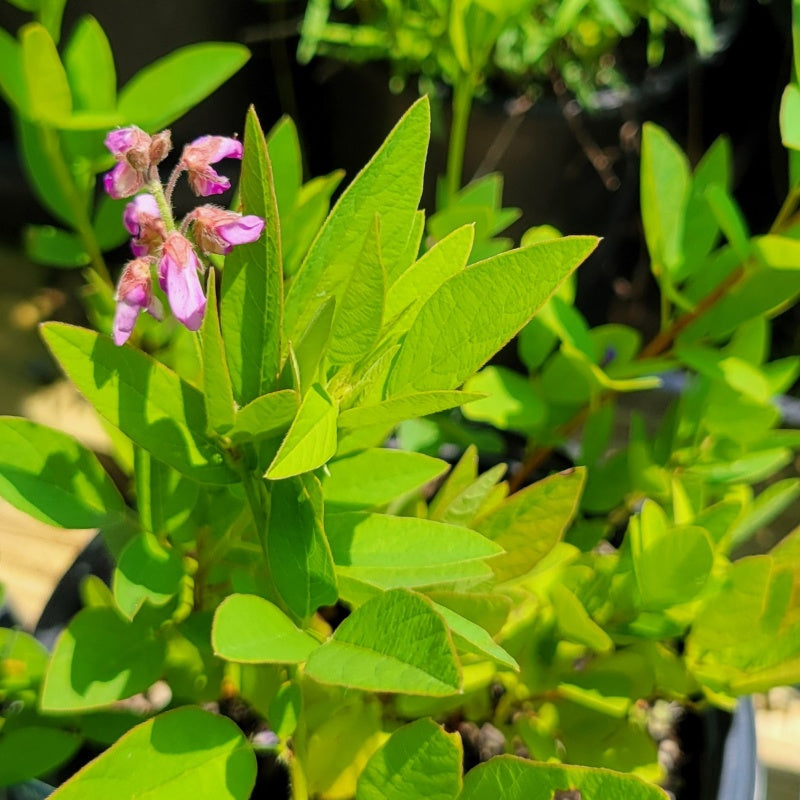 desmodium plants Desmodium canadense (Showy Tick-trefoil)