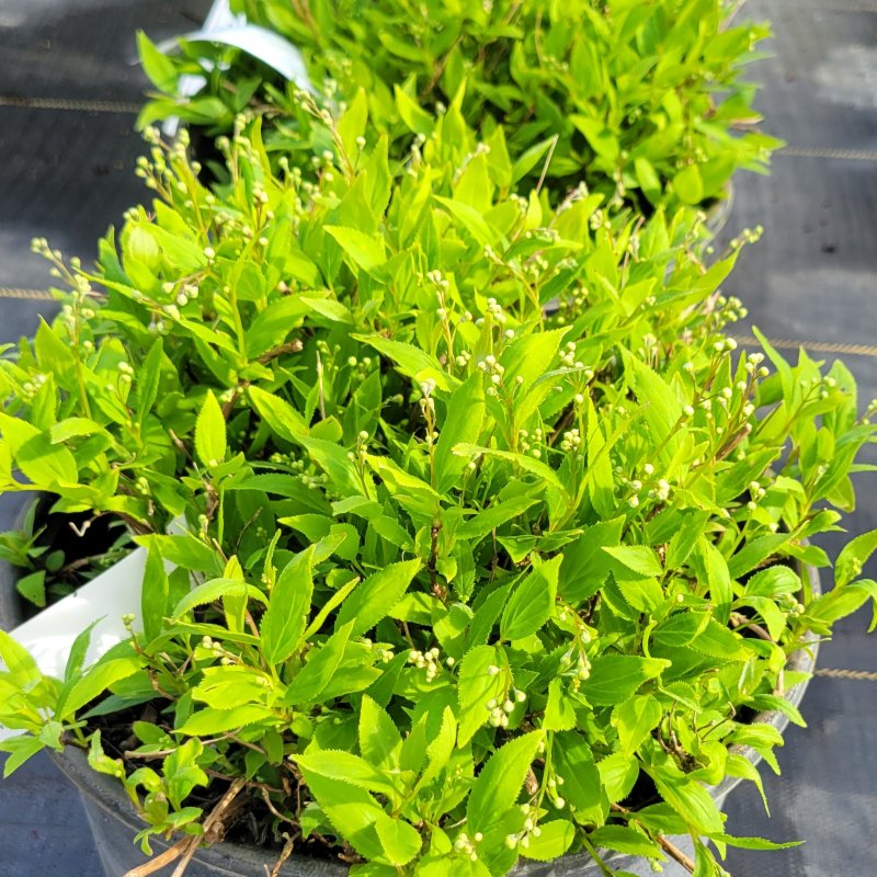 A photo of the vibrant green foliage and small, developing flower buds of Deutzia 'Nikko Blue'