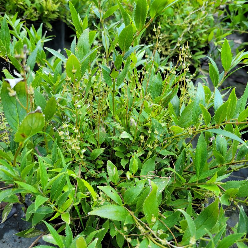 A close-up of the finely textured foliage and flower spikes of Deutzia gracillis 'Nikko' (Dwarf Slender Deutzia)