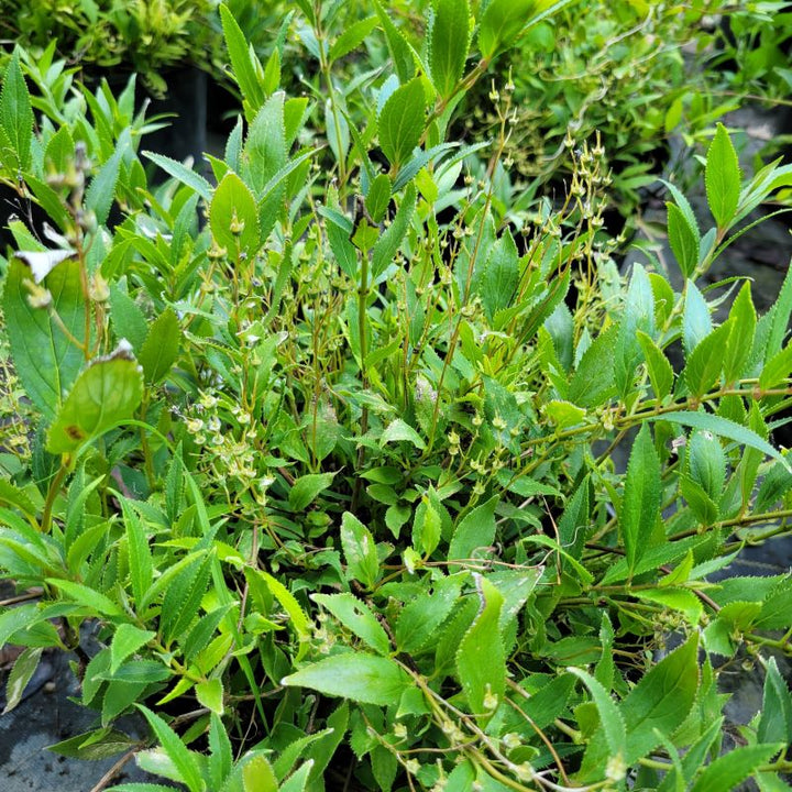 A close-up of the finely textured foliage and flower spikes of Deutzia gracillis 'Nikko' (Dwarf Slender Deutzia)