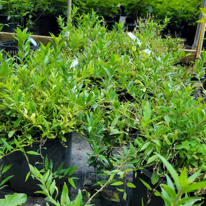 A group of Deutzia gracillis 'Nikko' (Dwarf Slender Deutzia) with finely textured leaves grown in 3-gallon containers.