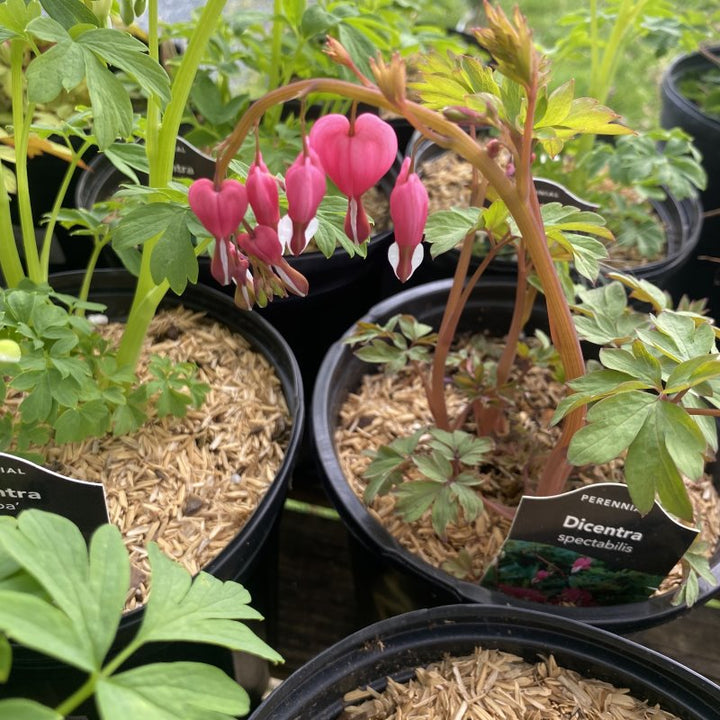Striking pink namesake flowers of Dicentra spectabilis (Bleeding Heart)