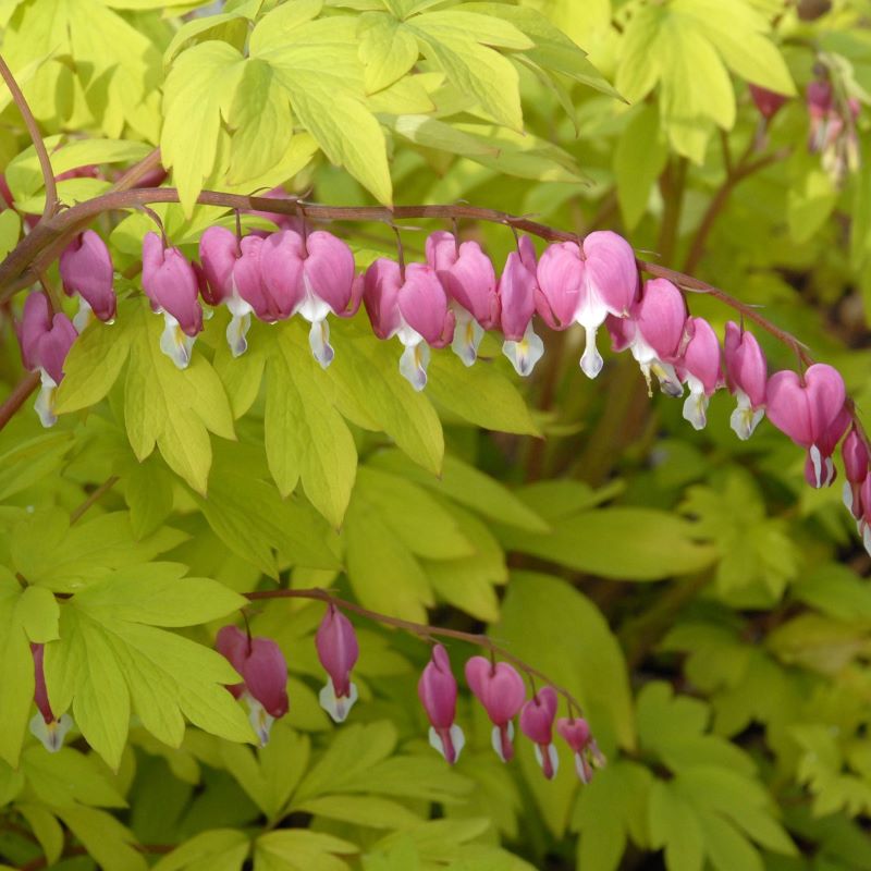 Yellow foliage and pink, heart-shaped flowers of Dicentra spectabilis 'Gold Heart'