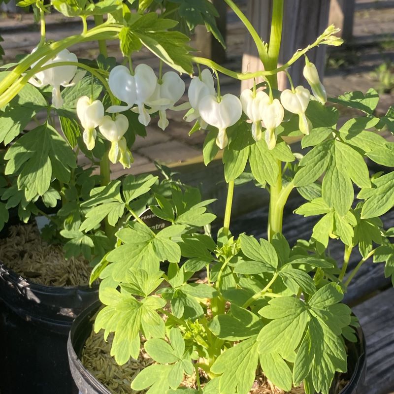 White, heart-shaped flowers and lacy foliage of Dicentra spectabilis 'Alba' (Bleeding Heart)