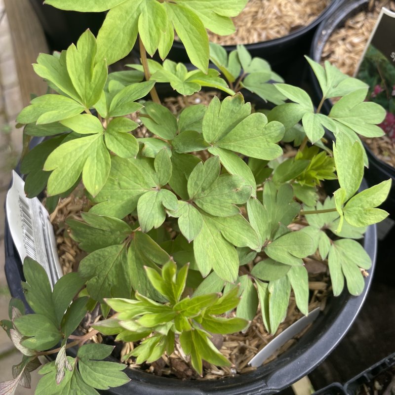 Attractive multi-lobed foliage of Dicentra spectabilis (Bleeding Heart)