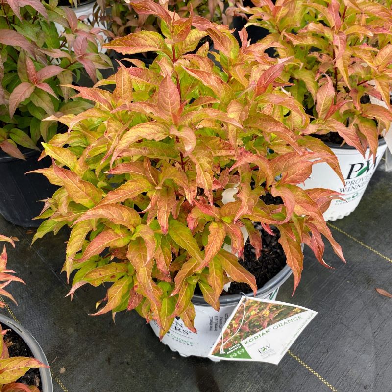 Mature Diervilla x 'Kodiak® Orange' showcasing fall foliage in a 3-gallon pot.