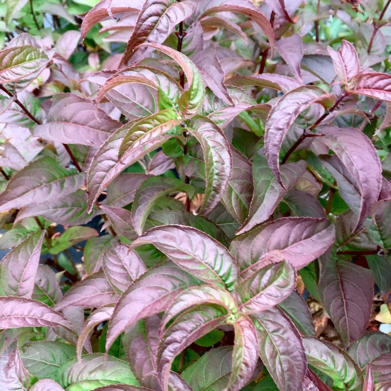 Close-up of the dark foliage of Diervilla rivularis 'Kodiak® Black'