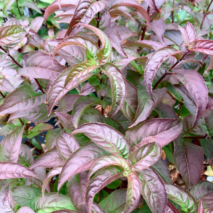 Close-up of the dark foliage of Diervilla rivularis 'Kodiak® Black'
