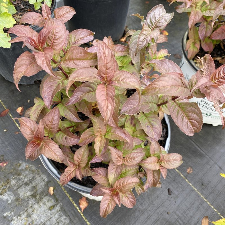 Dark foliage of a young Diervilla rivularis 'Kodiak® Black' grown in a 3-gallon pot.
