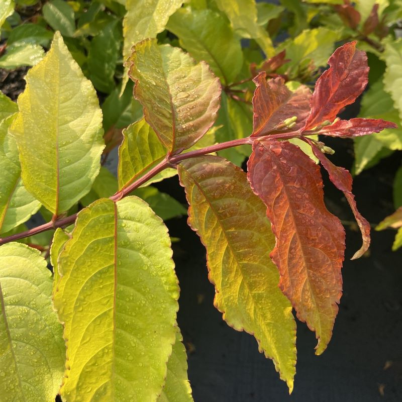 Close-up of red-tinted light green foliage of Diervilla x 'Kodiak® Fresh'.