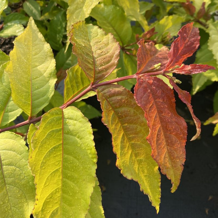 Close-up of red-tinted light green foliage of Diervilla x 'Kodiak® Fresh'.