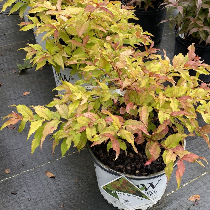 Mature Diervilla x 'Kodiak® Fresh' grown in 3-gallon pots.