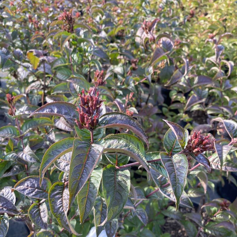 Green foliage with red tints of Kodiak Red Diervilla.