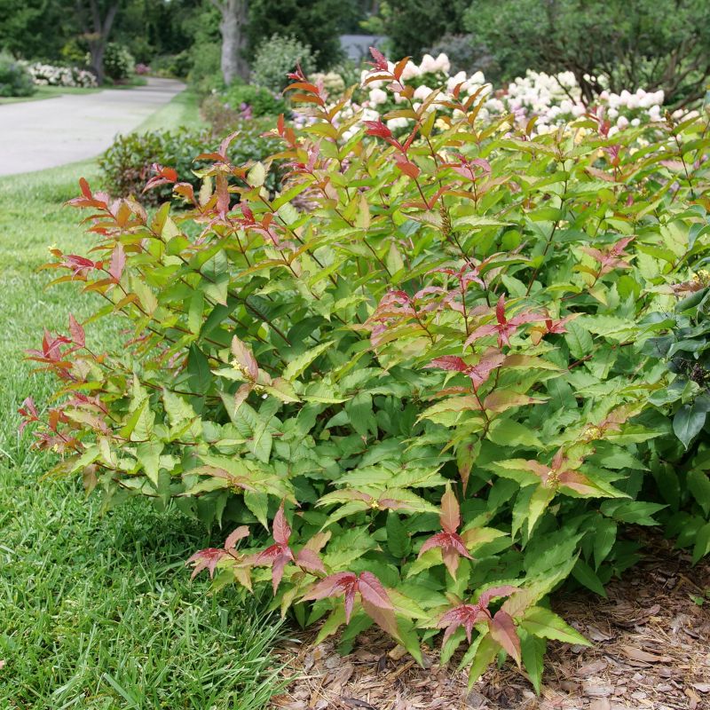 Diervilla x Kodiak® Red 2.0 (Southern Bush Honeysuckle) Unity Grown