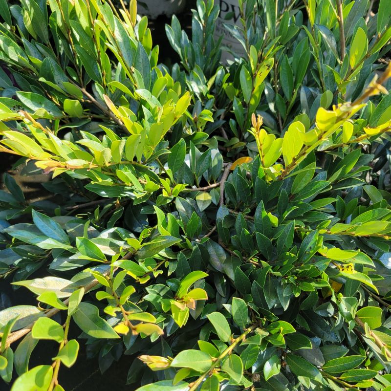 vintage jade distylium plant Distylium x Vintage Jade® (Distylium)