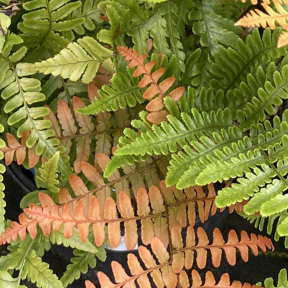 A close up of orange and green autumn fern leaves.