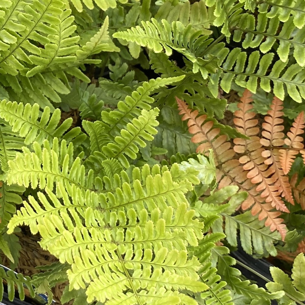 A close up of orange and green autumn fern leaves.
