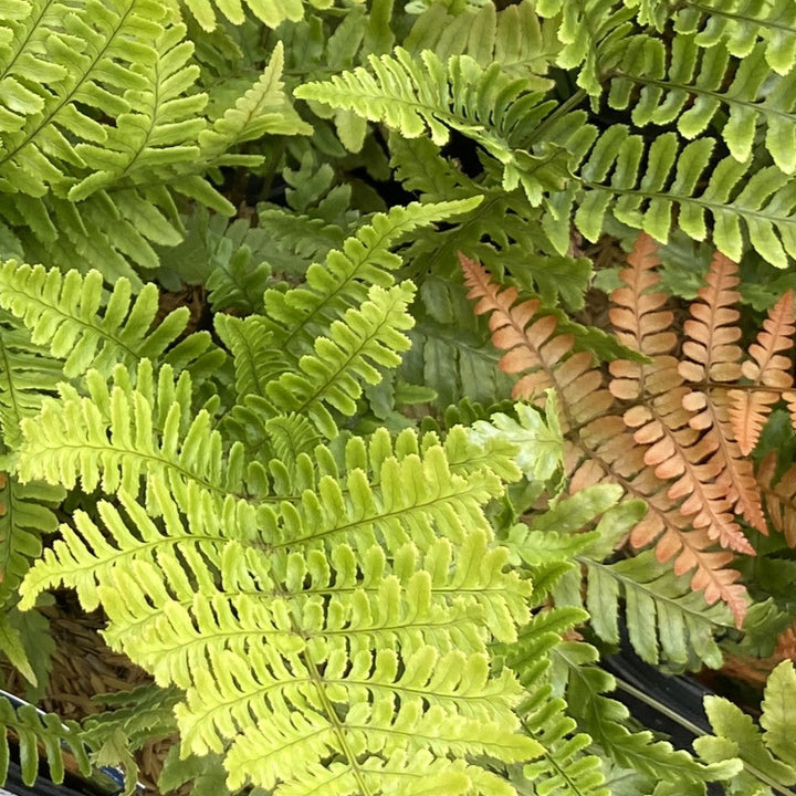 A close up of orange and green autumn fern leaves.