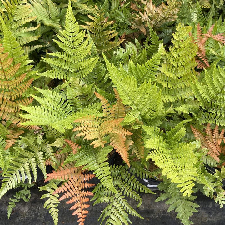 Group of dryopteris erythrosora 'Brilliance' (Autumn Fern) in pots. 