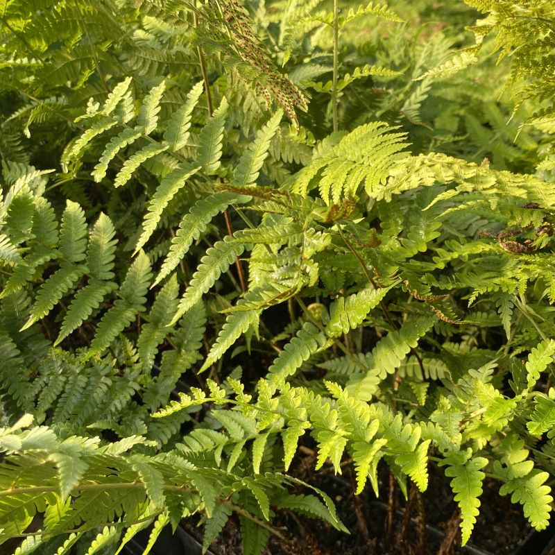 Close up of dryopteris marginalis (Marginal Wood Fern).