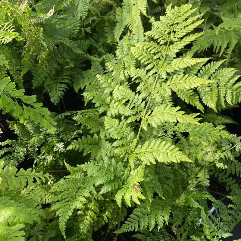 Close up of a dryopteris spinulosa (Tooth Wood Fern) leaf.