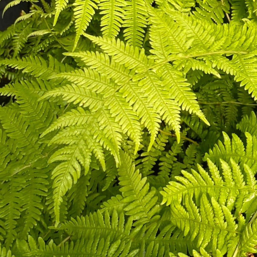 Close up of a dennstaedtia punctilobula (Eastern Hay Scented Fern) leaf.