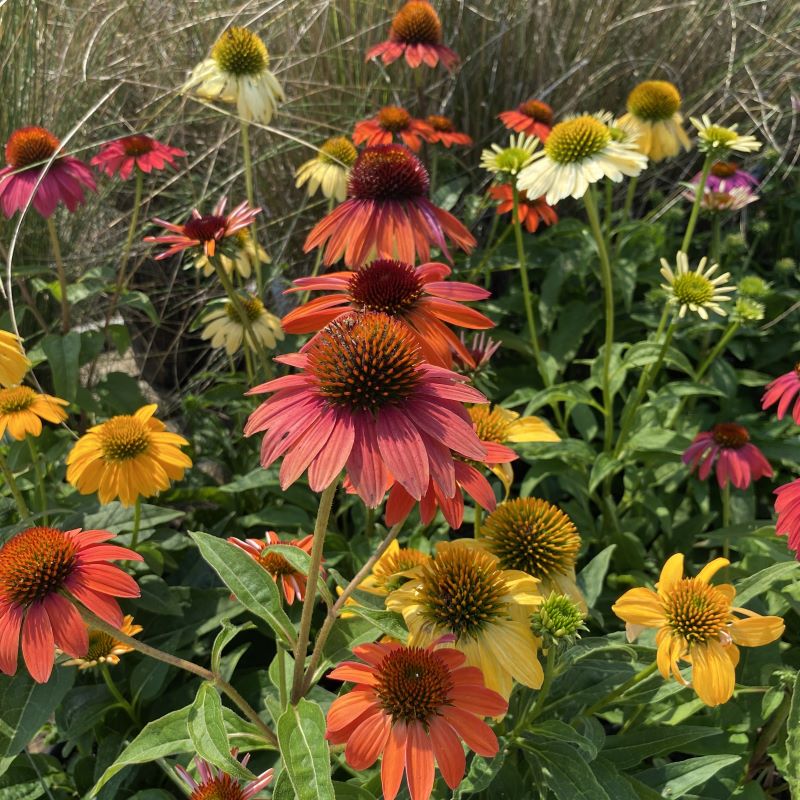 Colorful flowers of Echinacea x Cheyenne Spirit