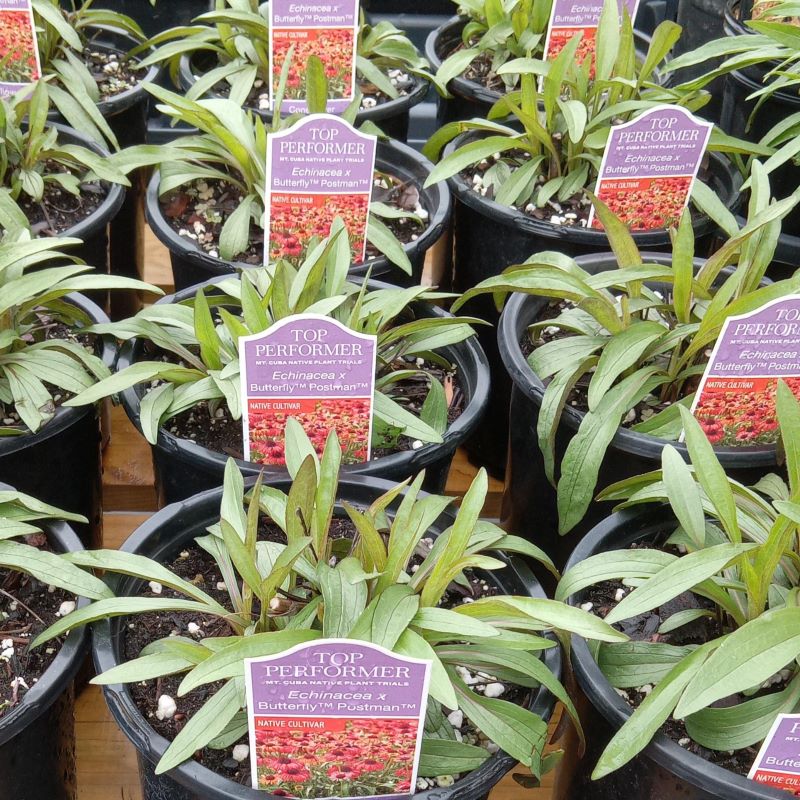Young foliage of Echinacea x Butterfly™ Postman red coneflower grown in gallon-sized containers.