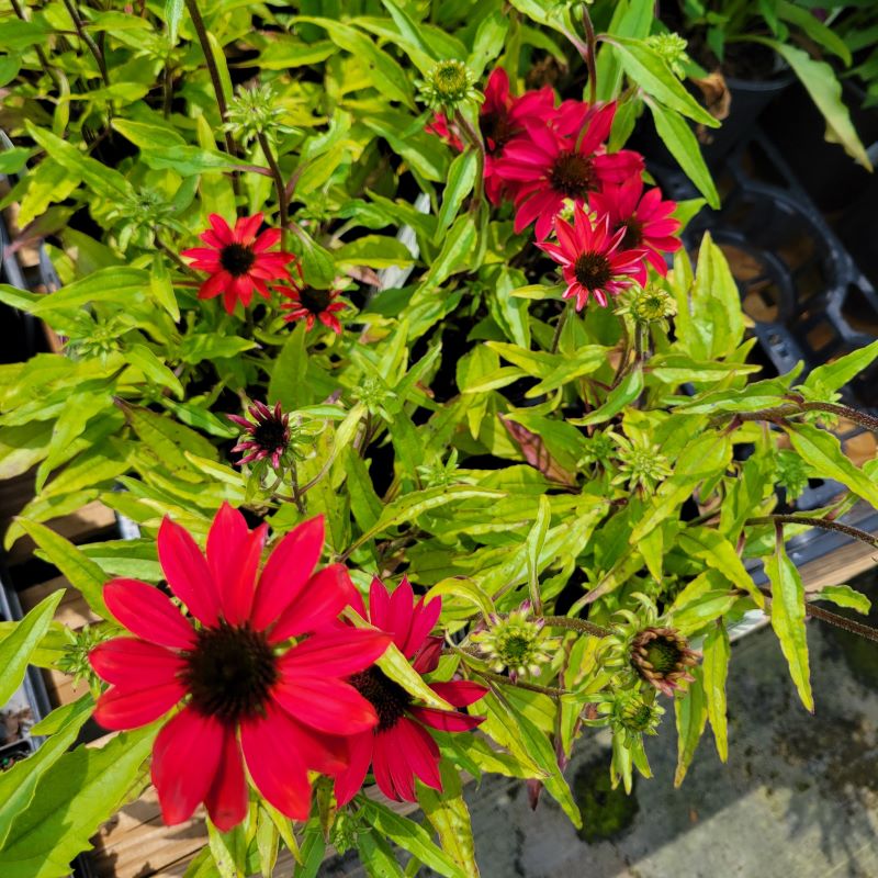 Bright red and burgundy tinged blooms of Echinacea x 'Sombrero Baja Burgundy' (Coneflower)