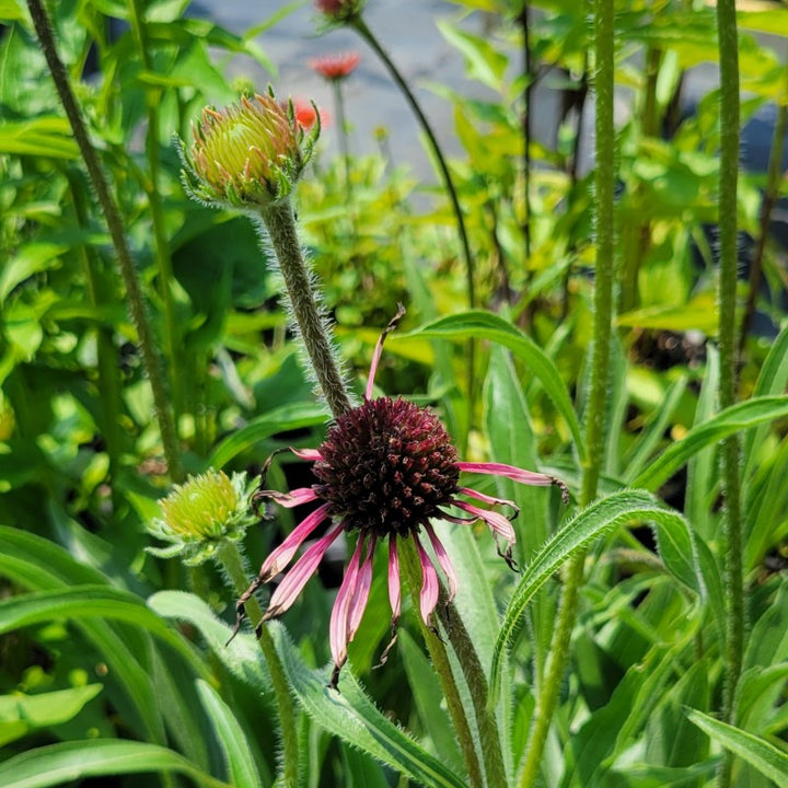 A photo of the developing flowers of Echinacea pallida (Pale Purple Coneflower)