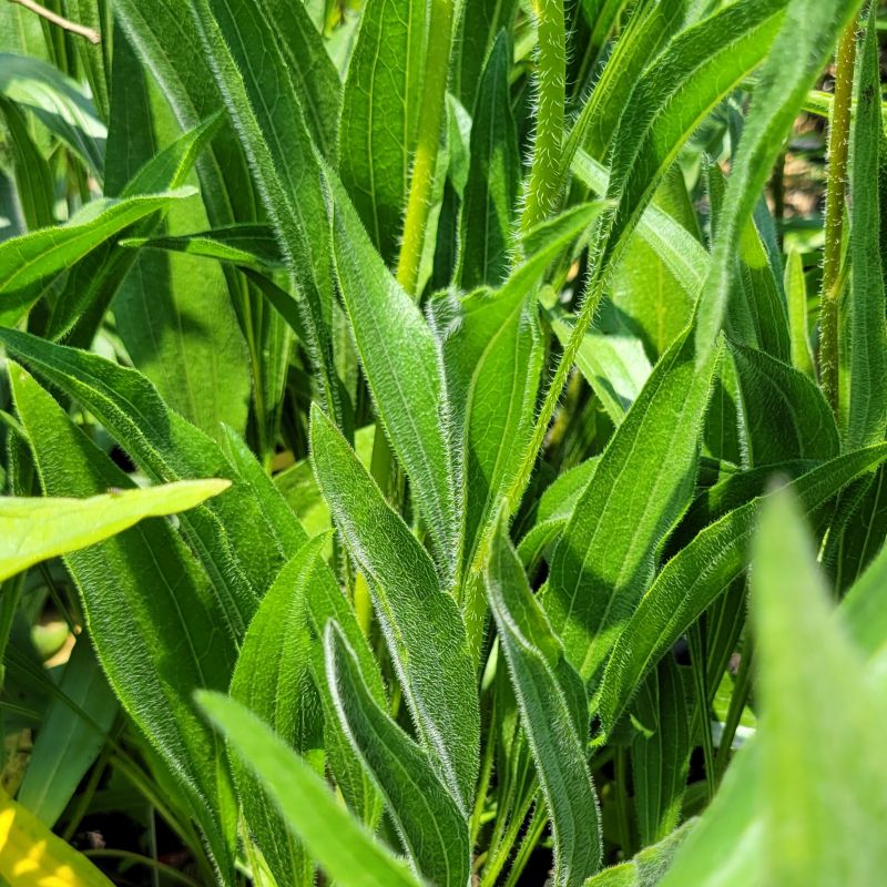 A photo of the fuzzy, lanceolate leaves of Echinacea pallida (pale purple coneflower) grown in quart-sized containers