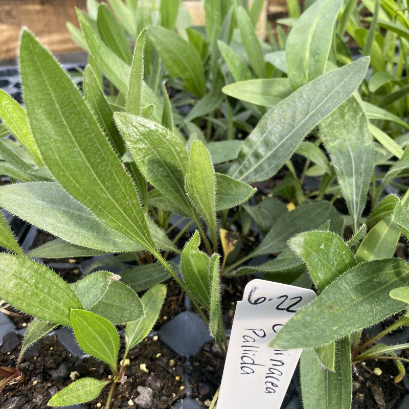 A photo of the green, fuzzy leaves of Echinacea pallida grown as LP50 plugs