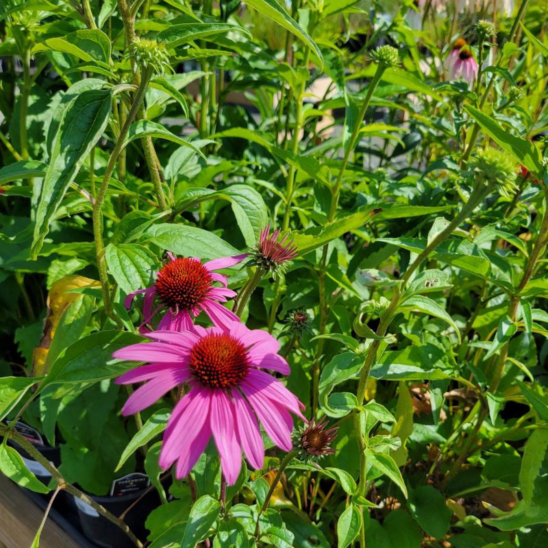 Bright pruple blooms of Echinacea purpurea 'Magnus' (Purple Coneflower)